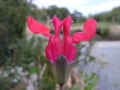 R0010715.JPG