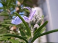 R0010959.JPG